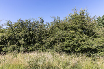 Obraz premium At the wildlife sanctuary Höltigbaum / Stemoorer Tunneltal