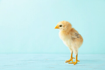 Little yellow chicken on the blue wooden background