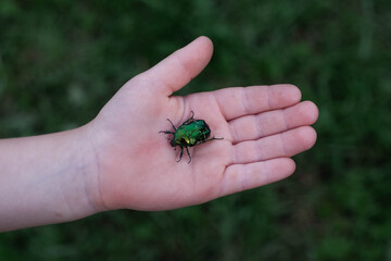 Big green beetle in the palm of my hand. The child's hands are on a green background. Summer, insect.