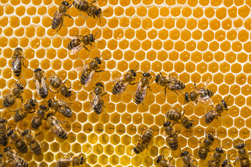 working bees on honey cells