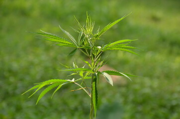 the green marijuana plant in the guardan.