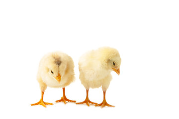 Two little chicks in front of white background.
