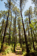 beautiful forest landscape in the south west of France