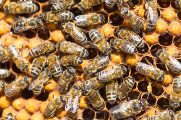 working bees on honey cells