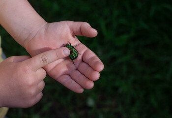 Big green beetle in the palm of my hand. The child's hands are on a green background. Summer, insect.