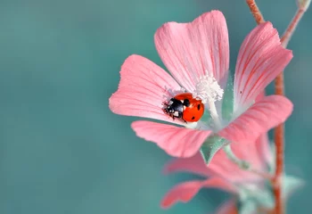 Fototapete Schmetterling Beautiful ladybug on leaf defocused background  © blackdiamond67