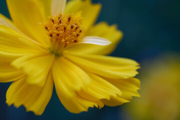 Close-up view of yellow cosmos flower in bloom
