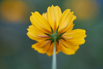 Close-up view of yellow cosmos flower in bloom