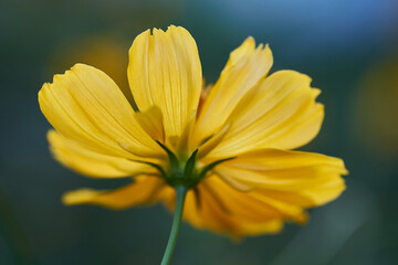 Close-up view of yellow cosmos flower in bloom