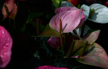Anthurium flowers admire people in the tropical garden