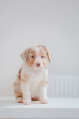Beautiful Australian Shepherd puppy at home
