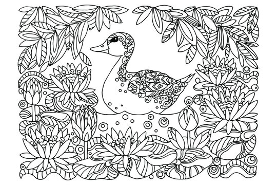coloring, duck on the water in water lily flowers, for adults, for children, zen tangle, black and white, sketch, doodle, hand-drawn, vector illustration