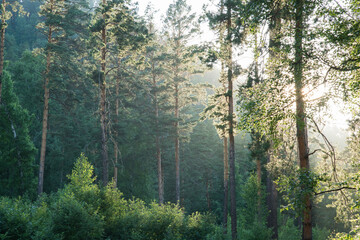 Fototapeta na wymiar Morning forest. Wild place in Siberia. Natural light.
