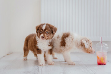 Beautiful Australian Shepherd puppy at home