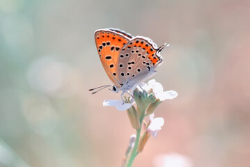 Closeup beautiful butterfly sitting on the flower in a summer garden