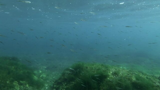 A large school of fish sand smelt or silverside swim over reef on shallow water. 