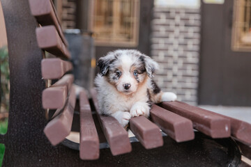 Beautiful Australian Shepherd puppy on a walk