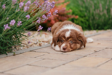 Beautiful Australian Shepherd puppy on a walk