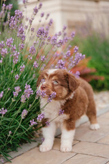 Beautiful Australian Shepherd puppy on a walk