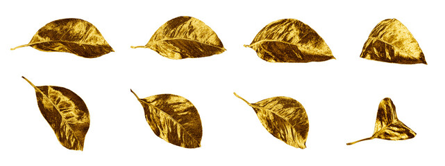 Golden leaves set on white background isolated closeup, gold color leaf collection, yellow metal...