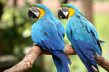 blue and yellow macaw