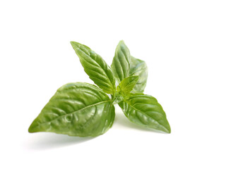 Fresh green basil isolated on white