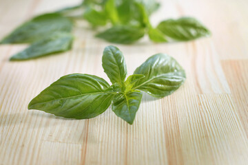 Fresh green basil on wooden table