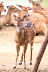white tailed deer