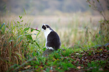 Relaxed and mindful domestic cat on her observation site