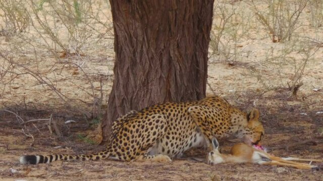 A Hungry Cheetah Lies Down To Continue Feeding On Fresh Meat Of Springbok Calf In Botswana - Close Up Shot
