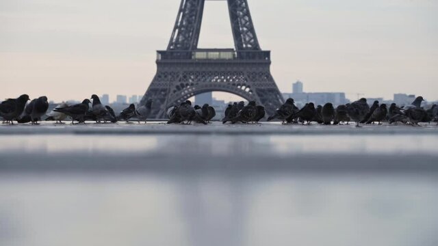 Eiffel Tower Sunrise Walking Pigeons