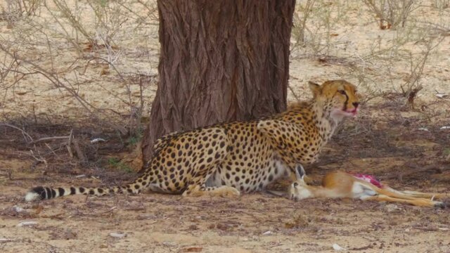 A Hungry Wary Cheetah Feeding Then Startled By Something In Kalahari Desert, South Africa - Close Up Shot