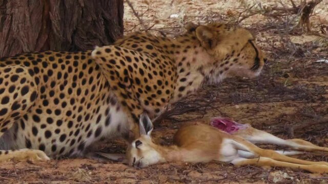 Close Up Of A Hungry Cheetah Feeding On Springbok Then Looks Up To Scout For Threats In Kalahari Desert, South Africa - Close Up Shot