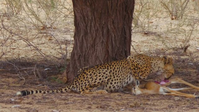 Cheetah Spotted Feeding On A  Dead Springbok Calf In Kalahari Desert, South Africa - Close Up Shot