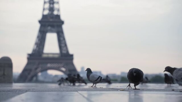 Pigeons Walking in front of Eiffel Tower, Paris France