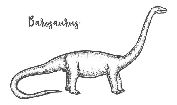 Barosaurus sketch or engraved Diplodocus dinosaur vector