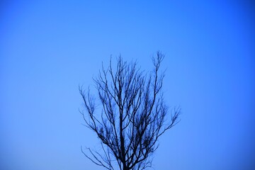 Dead tree branches, Dry Tree and Dry branch, Sunset in the Evening