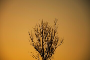 Dead tree branches, Dry Tree and Dry branch, Sunset in the Evening