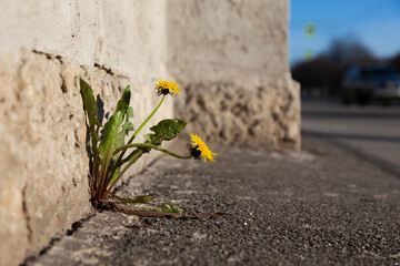 Urban Dandelions