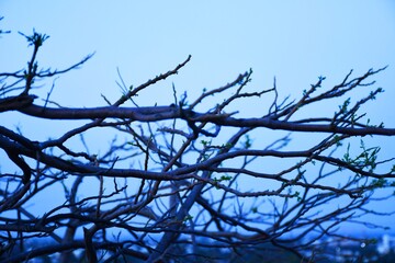 Dead tree branches, Dry Tree and Dry branch, Sunset in the Evening
