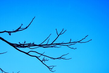 Dead tree branches, Dry Tree and Dry branch, Sunset in the Evening