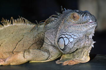Portrait of iguana