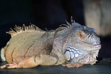 Portrait of iguana