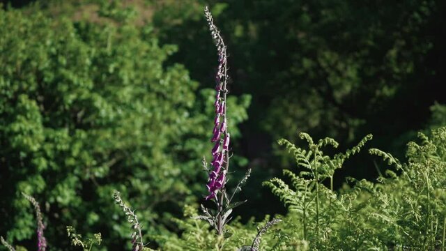 Purple foxglove flowers blowing in the breeze