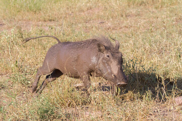 Dirty common warthog (Phacochoerus africanus) after enjoying a mud bath in Mapungubwe National...