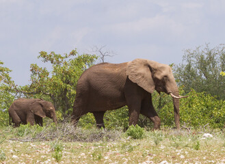 Fototapeta na wymiar Baby elephant following his mother walking through the bush in Mapungubwe National Park South Africa