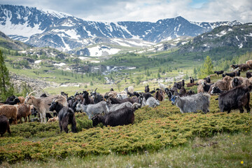 Mongolian sheep and goats are grazing in the pasture in western part of Mongolia, Bayan Olgii province.