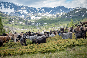 Mongolian sheep and goats are grazing in the pasture in western part of Mongolia, Bayan Olgii...