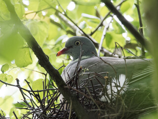 A woodpigeon (Columba palumbus) sat on its nest high up in a tree at Daisy Nook Country Park, Oldham surrounded by green leaves 