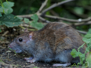 A wild brown rat (Rattus norvegicus) scavenging for spilled bird seed at Daisy Nook Country Park, Oldham surrounded by green leaves 